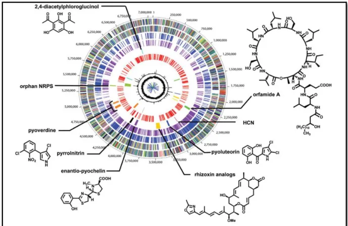 Figure 02 : Représentation circulaire du génome de Pseudomonas fluorescens Pf-5 (Gross et  Loper, 2009)