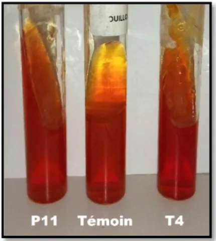 Figure 17 : Résultats du test mannitol-mobilité-nitrate. 