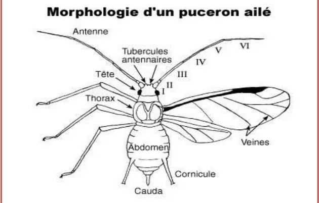 Fig. 5- Morphologie d’un puceron. (cotier 1953)  1.2.1- La tête 