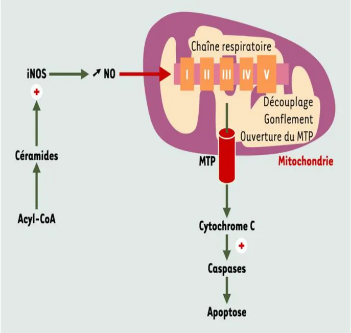 Figure 03 : Mécanismes biochimiques impliqués dans la lipotoxicité  (Girard, 2003). 