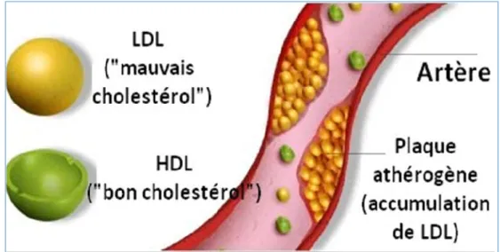 Figure 4: le transport du cholestérol par LDL et HDL 