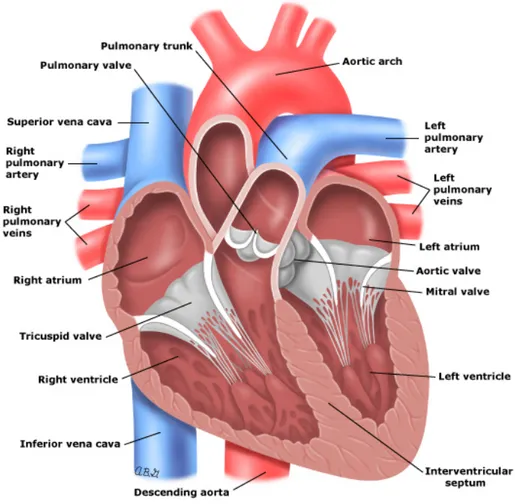 Figure 1.2: Anatomy of the heart. Taken from https://www.utdlab.com/.