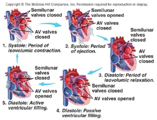 Figure 1.4: Schema representing a cardiac cycle with the active and passive systolic and diastolic phases