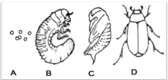Figure 03 : Stades de développement du ver blanc. A : œufs, B : larve, C : nymphe                                 et  D : adulte (Duval, 1993)