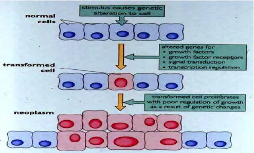 Figure n°2 : les étapes de cancérogenèse 