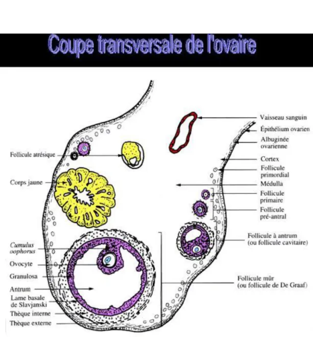 Figure 8 : Coupe transversale d’un ovaire  (Bonnes et al., 1988). 