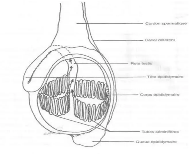 Figure 12 : Coupe verticale d’un testicule (Brice et al., 4995).  