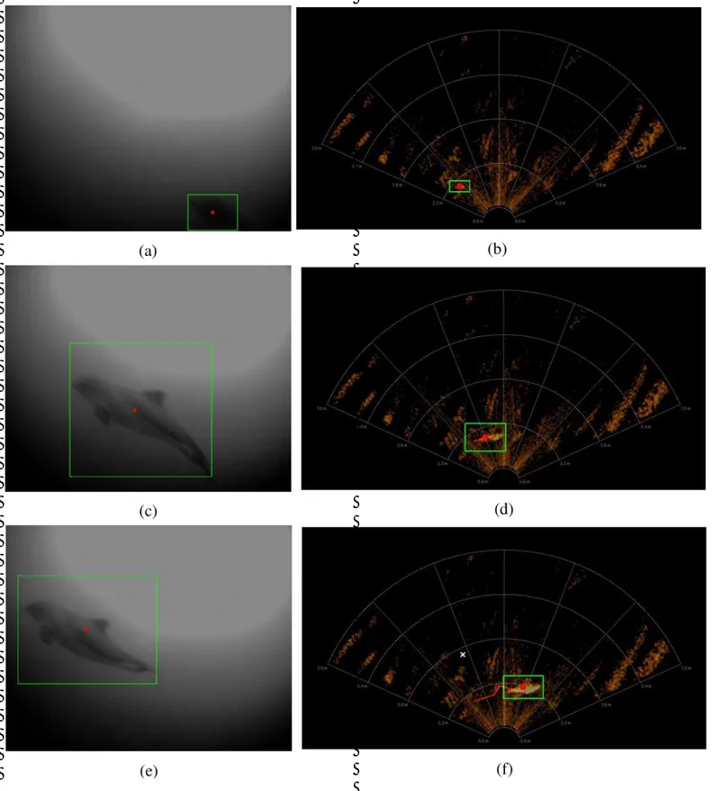 Figure 6: Trajectory tracking of a fish species at the same  time by camera (in left) and its corresponding captures by  sonar (in right)