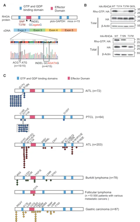 Figure 6. RHOA Mutations and Other Mutations Identiﬁed in plck-GAPDH Tfh mPTCL