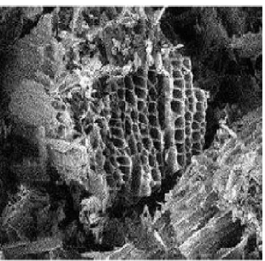 Figure I.1 : Structure du charbon actif vu sous un microscope électronique [18]. 