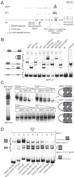 Fig. 2. Assembly of the MADS-domain protein complexes in a distal region of the SEP3 promoter