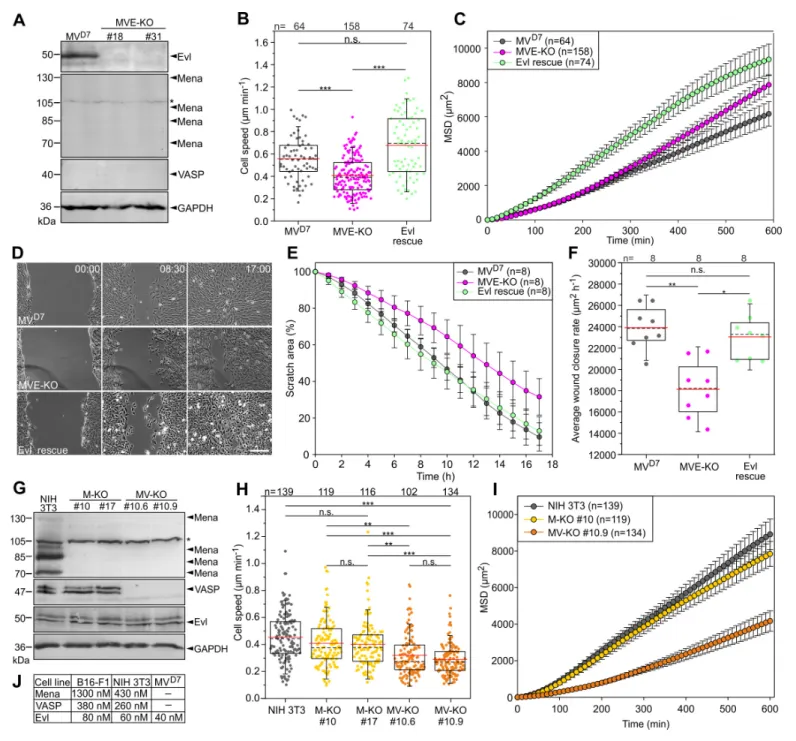 Figure 2. Inactivation of Ena/VASP proteins in various fibroblasts impairs 2D cell migration