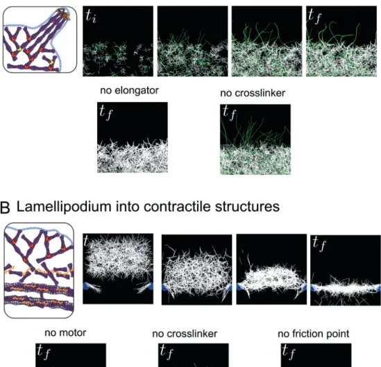 Figure 3. Simulation of transitions between actin structures. (A) Emergence of filopodia-like protrusions from a lamellipodium-like network