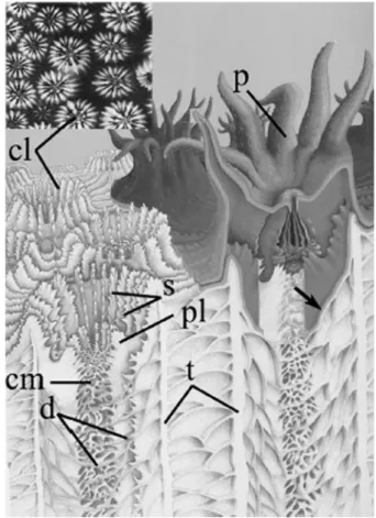 Figure 1 – Coupe schématique de corail. Quel que soit le genre, chaque polype possède  un squelette bien organisé suivant ce schéma