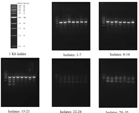 Figure 3. Amplification of 16S RNA gene. 1KB DNA Ladder 