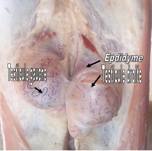 Figure 11 : Vue dorsal d’un appareil génitale d’un bélier. 