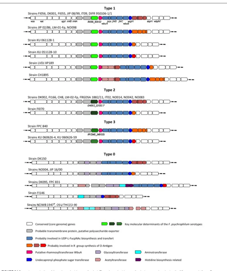 FIGURE 2 | Genomic organization of the polysaccharide encoding loci. The polysaccharide encoding loci were analyzed using the Microscope platform