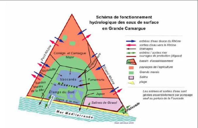 Figure 4 : Schéma de fonctionnement hydrologique des eaux de surfaces en Grande  Camargue (Dervieux, 2005) 