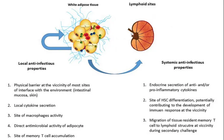 FIGURE 5 | The local and systemic anti-infectious properties of adipose tissue. The AT’s contribution to anti-infectious immune responses takes several forms