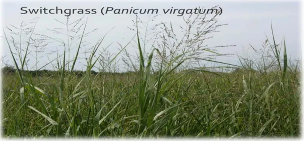 Figure 3 – Vue sur une parcelle cultivée en switchgrass 
