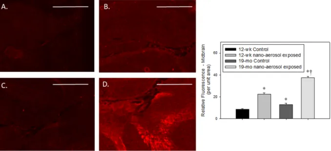 Figure 6. IL-1 β  expression (red fluorescence) in the midbrain of (A) 12–13 wk control, (B) 12–13 wk nano- nano-aerosol-exposed; (C) 19 mo control; and (D) 19 mo nano-aerosol-exposed rats at 28 days after the end of  exposure