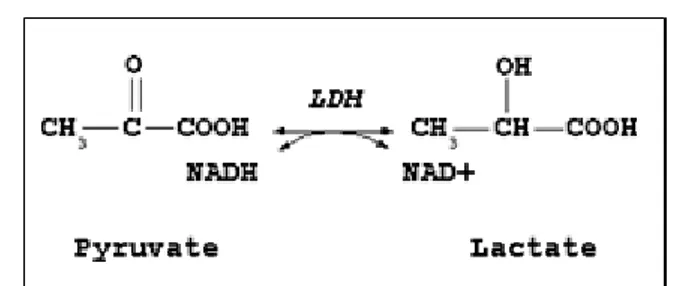 Figure 3. Régénération du NAD+ en anaérobie. 