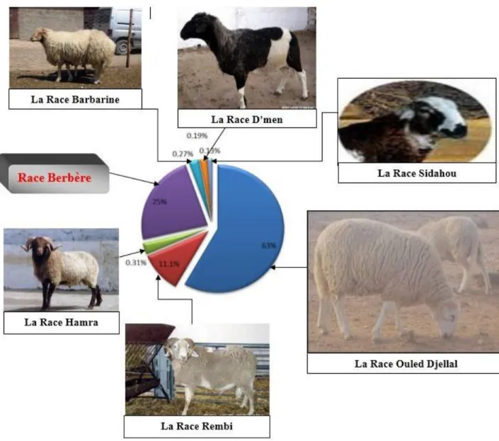 Figure 5. Représentant les différentes races ovines algériennes (effectifs en %)  (AnGR, 2003 ; Lafri, 2011) 