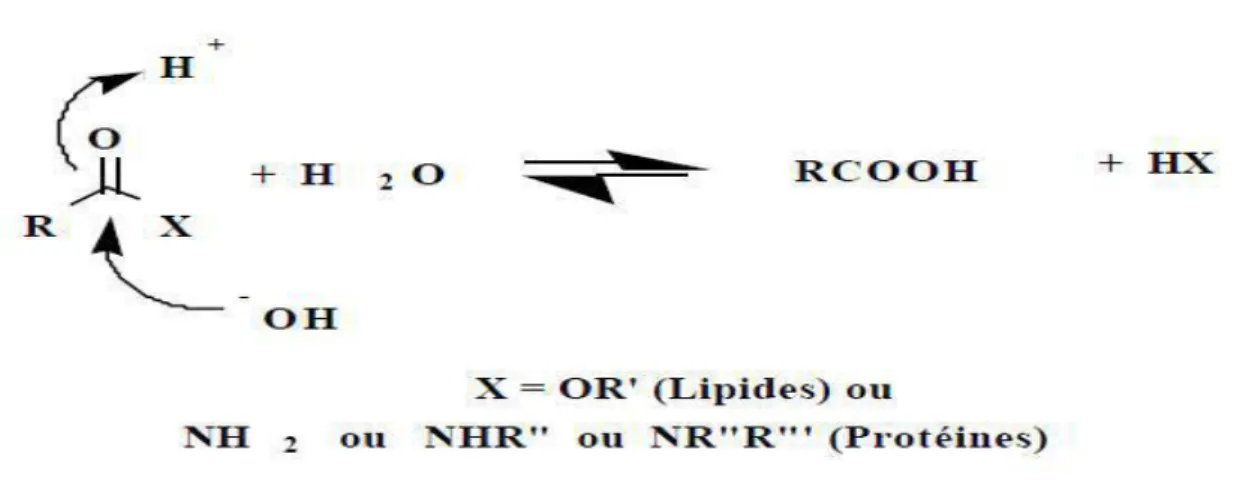 Figure 7 : Hydrolyse thermique. 