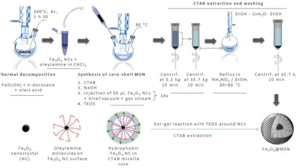 Figure 1. Schematic representation of the synthesis of bare magnetic mesoporous silica nanoparticles  (Fe 3 O 4 @MSN)