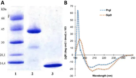 Fig 1. Analysis of recombinant PrgI and SipD proteins. (A) SDS-PAGE / Coomassie blue staining (reducing conditions) of purified recombinant proteins