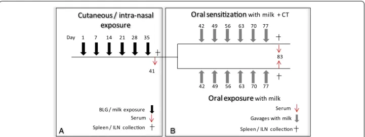 Figure 1 Experimental schedule [12]. (A) In a first set of experiments, mice were exposed to proteins on intact skin