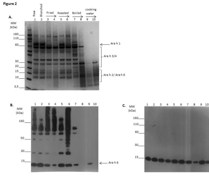 Figure  3:  Fractionation  of  proteins  from  roasted  peanut  by  gel  filtration  and  their  characterization