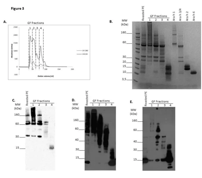 Figure  4:  Ara  h  6  is  involved  in  hetero  and  homo-polymeric  structures  after  peanut  seed  roasting