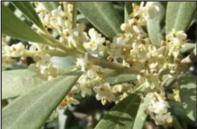 Fig. 5 : Fleurs d’olivier. (Haddou, 2017) 