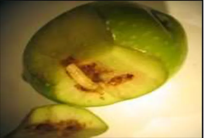 Fig. 9 : Larve de la mouche d’olivier (Haddou, 2017)   