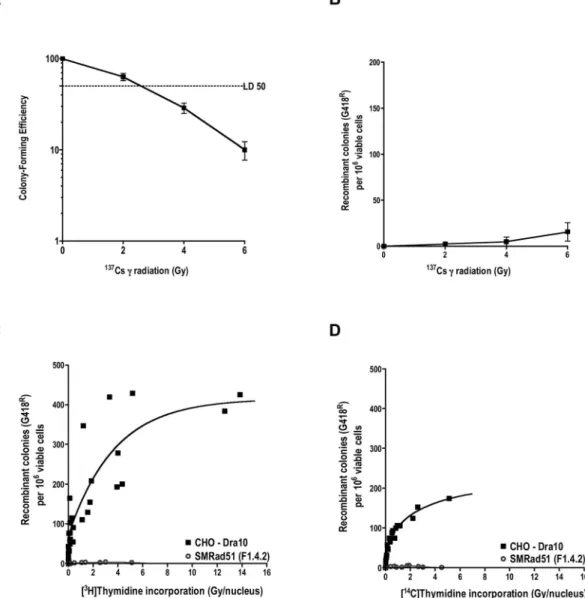 FIG. 5. Effects of ␥ rays and [ 3 H] or [ 14 C]thymidine incorporation on homologous recombination