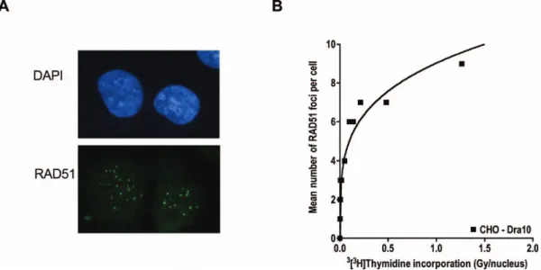 FIG. 6. [ 3 H]Thymidine-induced RAD51 foci. Panel A: Example of RAD51 foci. Panel B: RAD51 focus formation as a function of the incorporated dose