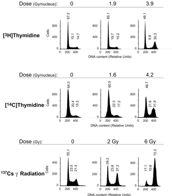 FIG. 2. Effect of incorporation of labeled thymidine ( 3 H or 14 C) on cell cycle progression