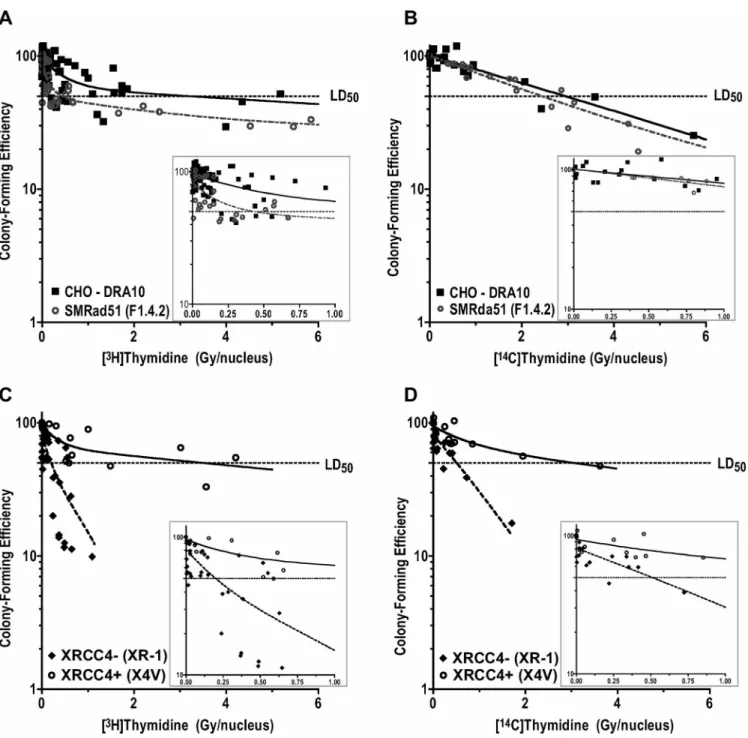 FIG. 3. Effect of incorporation of labeled thymidine ( 3 H or 14 C) on survival. Panel A: [ 3 H]Thymidine incorporation in CHO-DRA10 and SMRAD51 cells