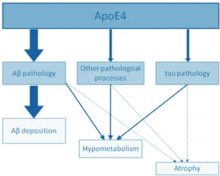 Fig. 3. Schematic representation of the graded effect of APOE4 on structural MRI (atrophy), FDG-PET (metabolism), and molecular (A ␤ deposition) cortical changes