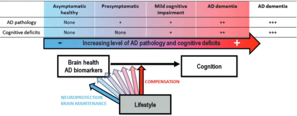 Fig. 8. Schematic theoretical representation of the differential expression of reserve mechanisms (neuroprotection versus compensation) across the spectrum from cognitively normal healthy adults to AD dementia