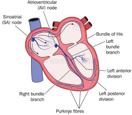 Figure 3.2: Components of the cardiac electrical system which leads to the prop- prop-agation of the depolarization wave across the whole myocardium