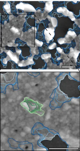 Figure 1: In situ SEM observation of solid-state dewetting on a 40 nm thick silver film on silica held at 330 ◦ C under 400 Pa O 2 