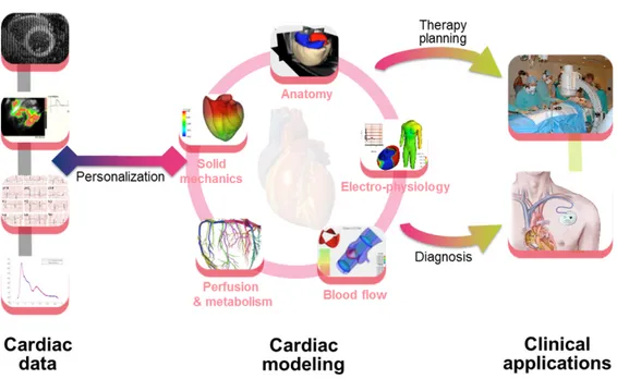 Figure 1.1: The Virtual Patient Heart long-term vision couples knowledge-driven computer models of the cardiac anatomy and physiology with patient-specific data to yield a faithful, personalized simulation that may aid clinical diagnosis as well as help pr