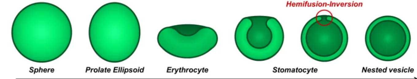 Figure 4. Sketch of the transformation pathway by osmotic deflation of an initially spherical  vesicle though the stomatocyte shape, leading finally to the bi-lamellar “nested” vesicle as a  function of the reduced volume v