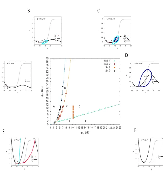 Figure 2.7: Bifurcations diagram as a function of g C , g K for V L = − 70 mV. Same representation as Fig 2.5 and same comments.