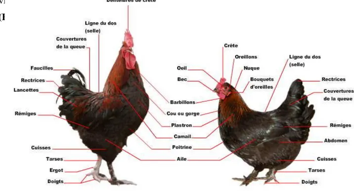 Figure 01 : Morphologie du coq et de la poule 