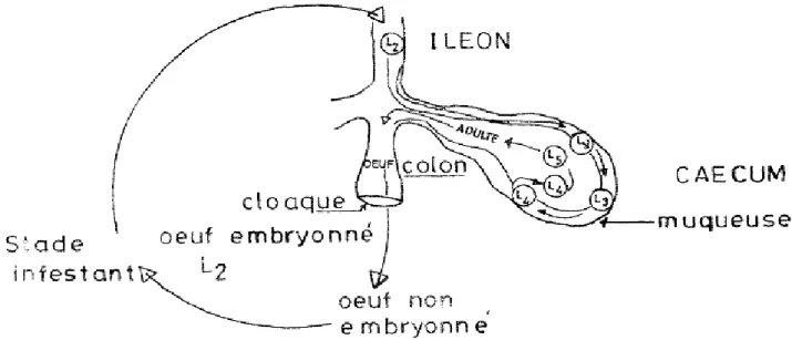 Figure 11 : Cycle biologique d’Heterakis 