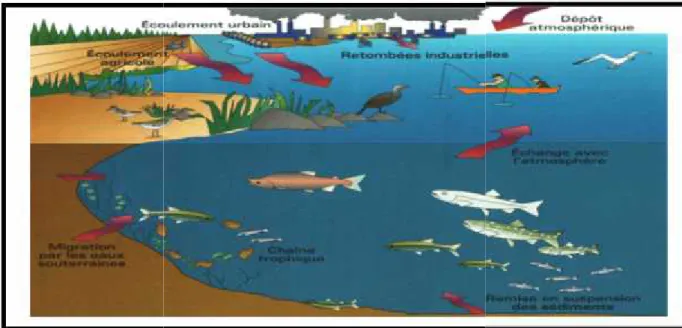 Figure 1. Sources et cheminements de la pollution marine. (Gingras, &amp; Daniel ,1997