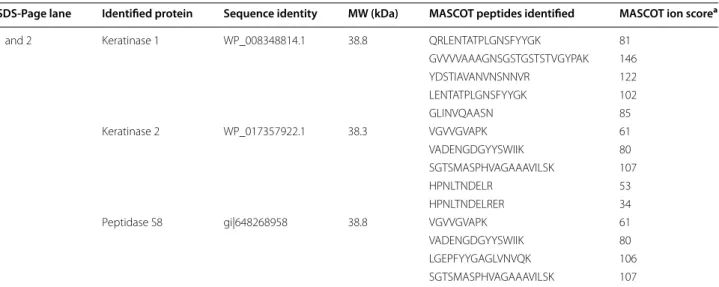 Figure  2 illustrates the peptides from Ms/Ms identi- identi-fied in keratinase 1, keratinase 2 as well as peptidase S8  and their distribution and coverage in the respective  enzymes